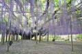 The great wisteria flower.