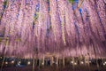 Great Wisteria at night