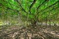 Great Wisteria tree