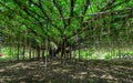 Great Wisteria tree at flower park