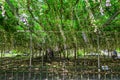 Great Wisteria tree at flower park