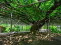 Great Wisteria tree