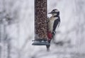 Great woodpecker on birdfeeder during winter Royalty Free Stock Photo