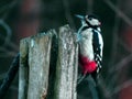 Great Woodpecker,Dendrocopos major