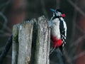Great Woodpecker,Dendrocopos major