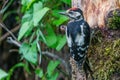 Great woodpecker, Dendrocopos major, male of this large bird sitting on tree stump, red feathers, green diffuse Royalty Free Stock Photo