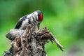 Great woodpecker Dendrocopos major, male of this large bird sitting on tree stump, red feathers, green diffuse Royalty Free Stock Photo