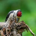 Great woodpecker Dendrocopos major, male of this large bird sitting on tree stump, red feathers, green diffuse Royalty Free Stock Photo