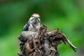 Great woodpecker Dendrocopos major, male of this large bird sitting on tree stump, red feathers, green diffuse Royalty Free Stock Photo