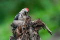 Great woodpecker Dendrocopos major, male of this large bird sitting on tree stump, red feathers, green diffuse Royalty Free Stock Photo