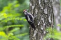 Great woodpecker is sitting on a tree bole