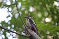 Great woodpecker is sitting on a tree bole