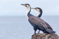 Great or White-breasted Cormorant, Males Standing Royalty Free Stock Photo