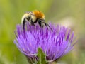 Great yellow bumblebee on flower