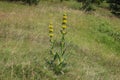 The great yellow gentian, Gentiana lutea