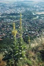 Great yellow gentian grows on a hill Zobor above the Nitra city