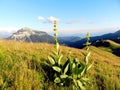 Yellow mountain flower, sunset in French Alps, Charmant Som