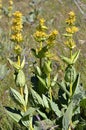 Great yellow gentians