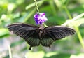 Great yellow Mormon butterfly