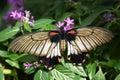 Great Yellow Mormon butterfly Papilio lowi or Papilio lowii