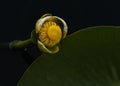 Great yellow pond-lily Nuphar polysepala Royalty Free Stock Photo