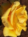 A great yellow rose opened after the rain Royalty Free Stock Photo