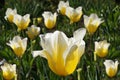 Great yellow with white tips Tulip.