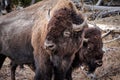 The great Yellowstone Bison closeup Royalty Free Stock Photo