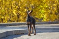 Great young Doberman on the background of autumn foliage