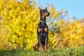 Great young Doberman on the background of autumn foliage