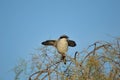 Greate grey shrike Royalty Free Stock Photo