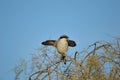 Greate grey shrike