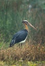 Greater adjutant at Bhigwan bird sanctuary Maharashtra