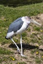 Greater Adjutant, Leptoptilos crumeniferus, is a large scavenger