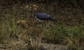 Greater Adjutant -Leptoptilos dubius,  An Old Stork Poking its long Beak in Spotted Deer Chital Funny Scene n Jungle Royalty Free Stock Photo