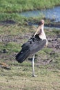 Greater adjutant, Leptoptilus crumeniferus, in Chobe National Park, Botswana