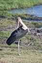 Greater adjutant, Leptoptilus crumeniferus, in Chobe National Park, Botswana