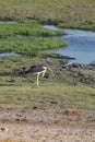 Greater adjutant, Leptoptilus crumeniferus, in Chobe National Park, Botswana