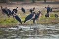 Greater adjutant, Leptoptilus crumeniferus, in Chobe National Park, Botswana