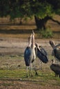 Greater adjutant, Leptoptilus crumeniferus, in Chobe National Park, Botswana