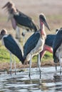 Greater adjutant, Leptoptilus crumeniferus, in Chobe National Park, Botswana