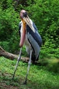 Greater Adjutant Stork Royalty Free Stock Photo