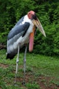 Greater Adjutant Stork Royalty Free Stock Photo