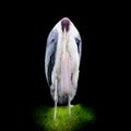 Greater Adjutant Stork - Leptoptilop Dubius