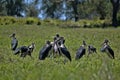 Greater adjuvant group, Leptoptilos crumeniferus, South Luangwa, Zambia