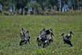 Greater adjuvant group, Leptoptilos crumeniferus, South Luangwa, Zambia