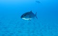 Greater Amberjack Royalty Free Stock Photo
