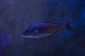 The greater amberjack Seriola dumerili. Royalty Free Stock Photo