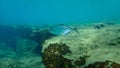 Greater amberjack or greater yellowtail, amberjack (Seriola dumerili) undersea, Aegean Sea