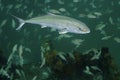 Greater Amberjack - School of Tomtate